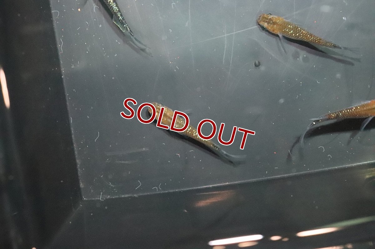 画像5: 【淡水魚】黒ラメ黄幹之メダカ【1匹】(変わりメダカ)（生体）（淡水）NKＫＭ (5)