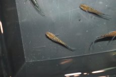 画像5: 【淡水魚】【通販】黒ラメ黄幹之メダカ【1匹】(変わりメダカ)（生体）（淡水）NKＫＭ (5)