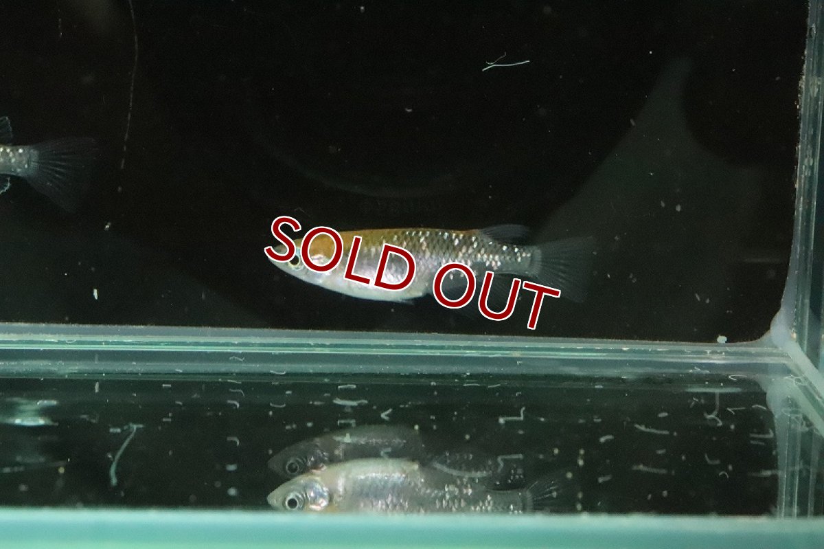 画像6: 【淡水魚】黒ラメ黄幹之メダカ【1匹】(変わりメダカ)（生体）（淡水）NKＫＭ (6)