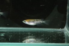 画像6: 【淡水魚】【通販】黒ラメ黄幹之メダカ【1匹】(変わりメダカ)（生体）（淡水）NKＫＭ (6)