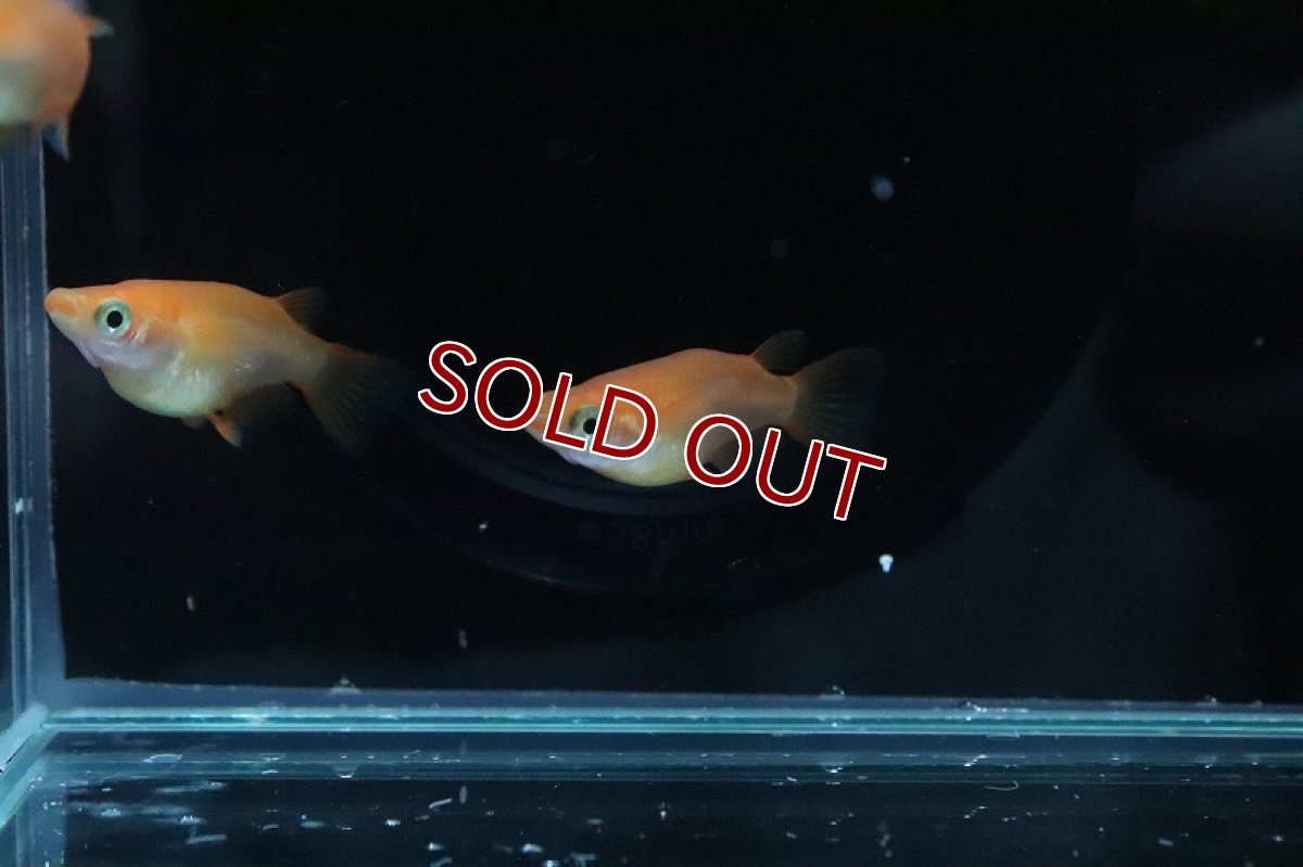 画像2: 【淡水魚】紅帝ダルマメダカ【1匹】(変わりメダカ)（生体）（淡水）NKＫＭ (2)