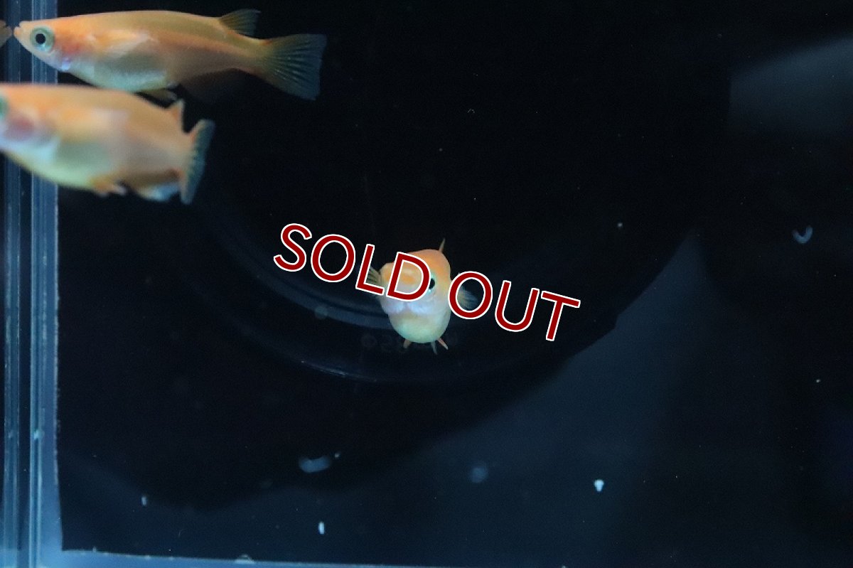 画像3: 【淡水魚】紅帝ダルマメダカ【1匹】(変わりメダカ)（生体）（淡水）NKＫＭ (3)