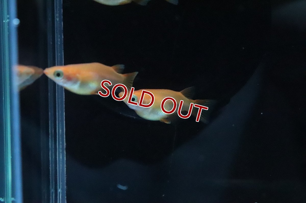 画像4: 【淡水魚】紅帝ダルマメダカ【1匹】(変わりメダカ)（生体）（淡水）NKＫＭ (4)