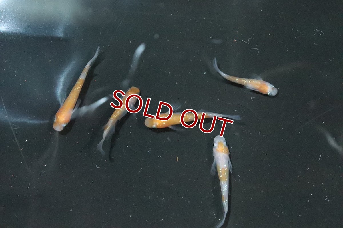 画像2: 【淡水魚】あけぼの紅白ラメメダカ【1匹】(変わりメダカ)（生体）（淡水）NKＫＭ (2)