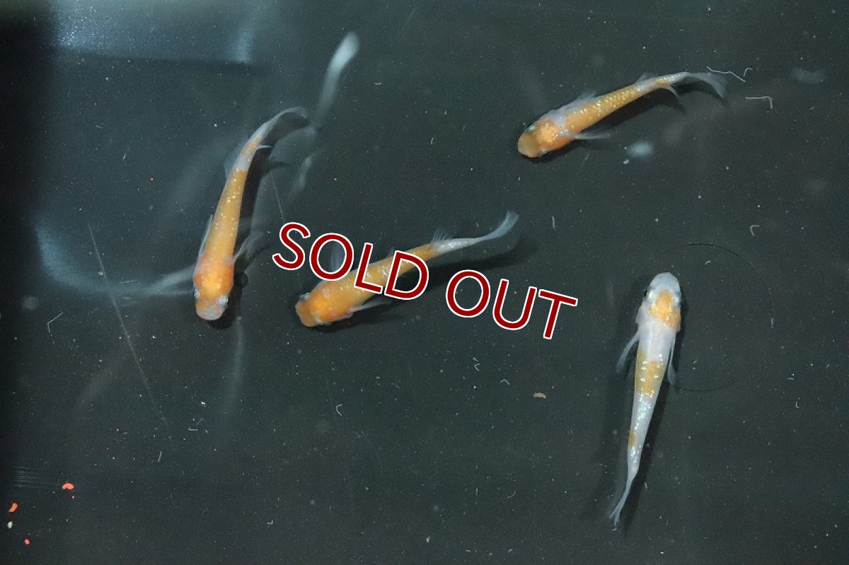 画像3: 【淡水魚】あけぼの紅白ラメメダカ【1匹】(変わりメダカ)（生体）（淡水）NKＫＭ (3)