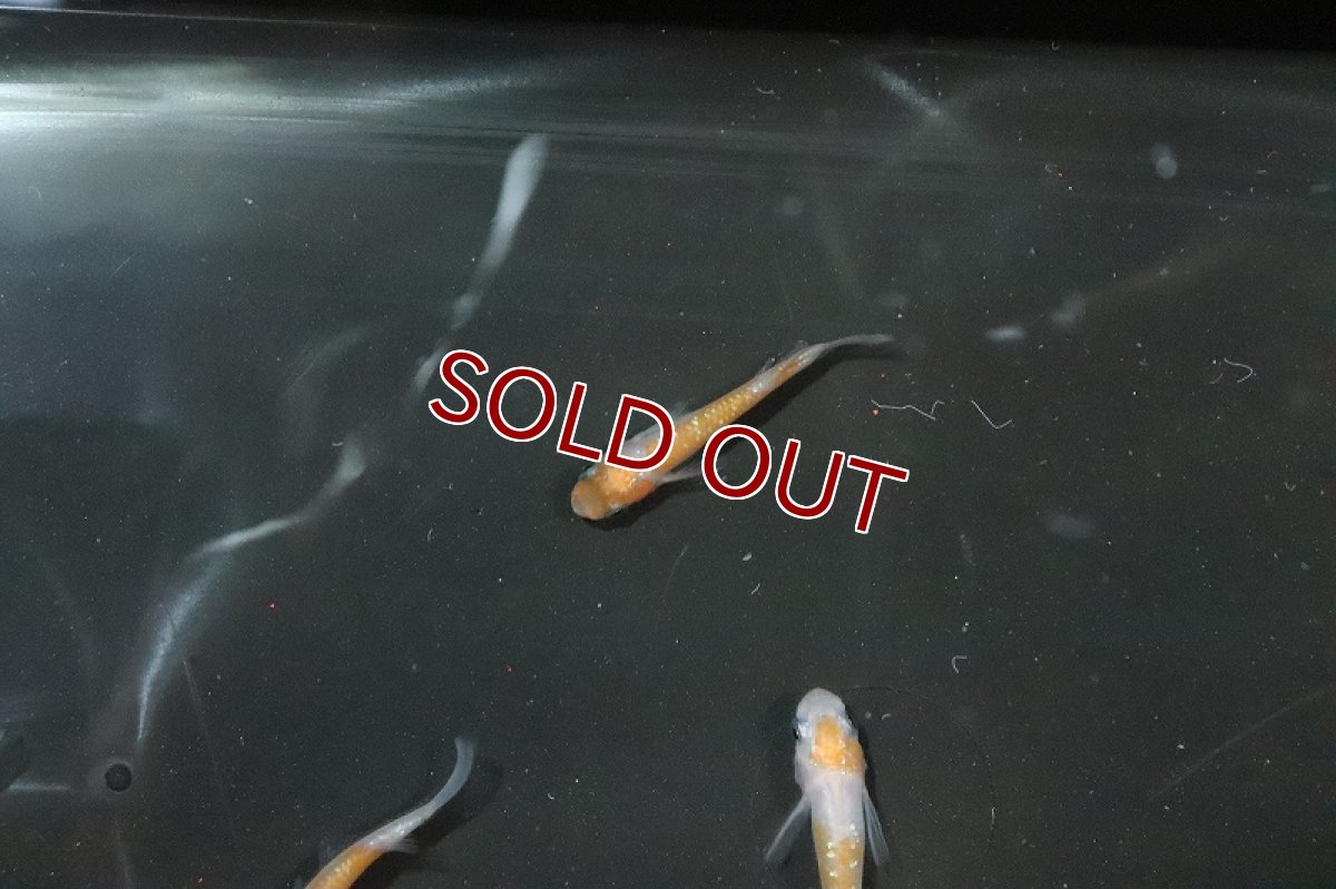 画像4: 【淡水魚】あけぼの紅白ラメメダカ【1匹】(変わりメダカ)（生体）（淡水）NKＫＭ (4)