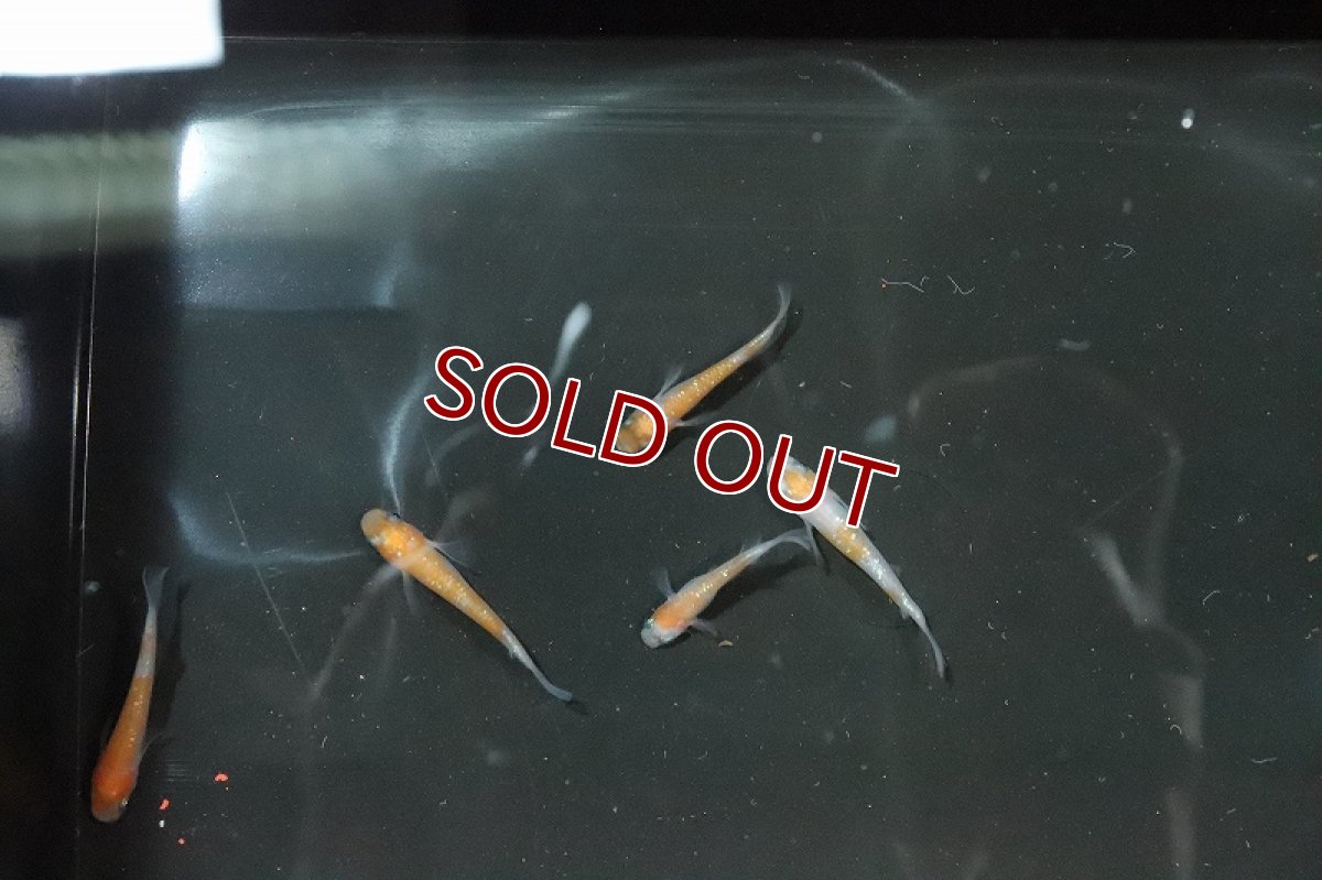 画像5: 【淡水魚】あけぼの紅白ラメメダカ【1匹】(変わりメダカ)（生体）（淡水）NKＫＭ (5)