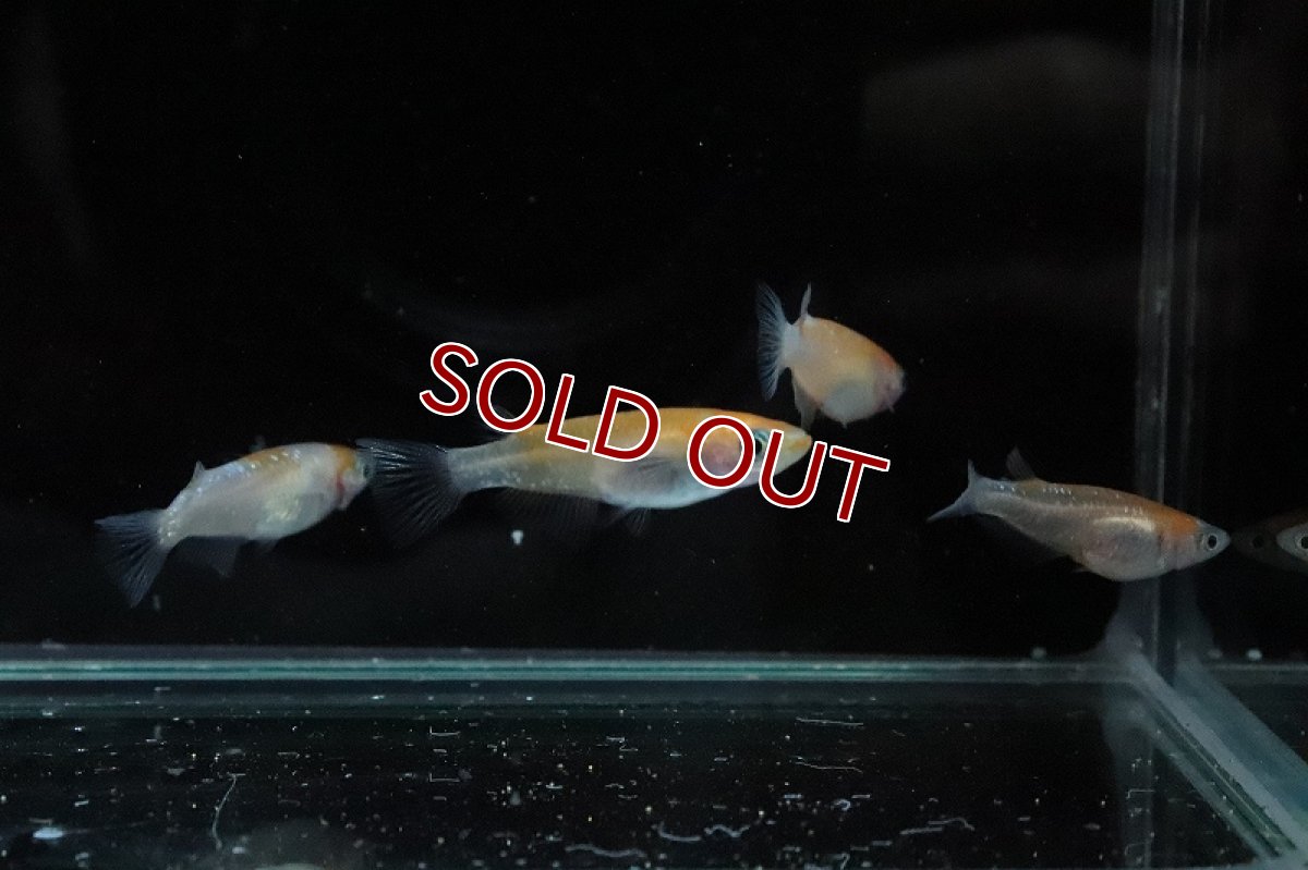 画像6: 【淡水魚】あけぼの紅白ラメメダカ【1匹】(変わりメダカ)（生体）（淡水）NKＫＭ (6)