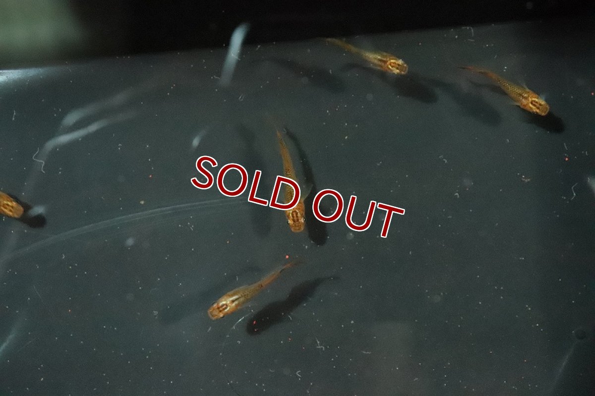 画像2: 【淡水魚】乙姫メダカ(オーロラ朱赤楊貴妃メダカ)【1匹】(変わりメダカ)（生体）（淡水）NKＫＭ (2)