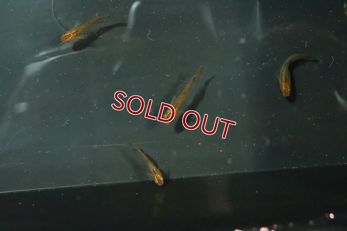 画像3: 【淡水魚】乙姫メダカ(オーロラ朱赤楊貴妃メダカ)【1匹】(変わりメダカ)（生体）（淡水）NKＫＭ (3)