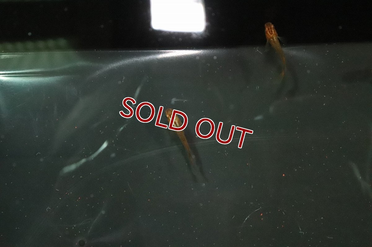 画像4: 【淡水魚】乙姫メダカ(オーロラ朱赤楊貴妃メダカ)【1匹】(変わりメダカ)（生体）（淡水）NKＫＭ (4)