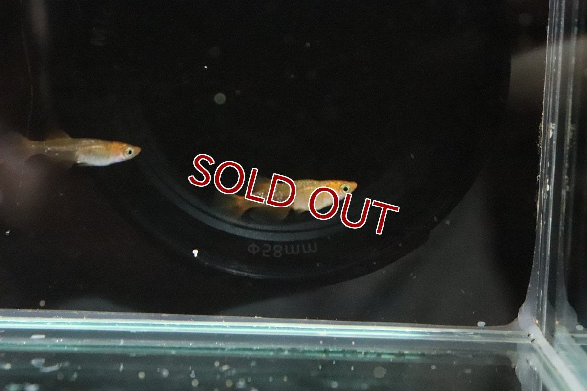 画像5: 【淡水魚】乙姫メダカ(オーロラ朱赤楊貴妃メダカ)【1匹】(変わりメダカ)（生体）（淡水）NKＫＭ (5)