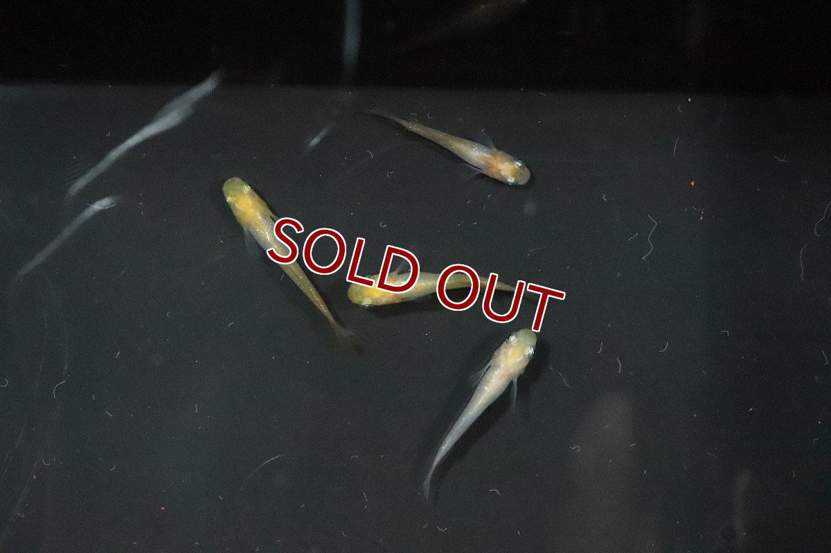 画像2: 【淡水魚】頂上メダカ ホワイトタイプ【1匹】(変わりメダカ)（生体）（淡水）NKＫＭ (2)