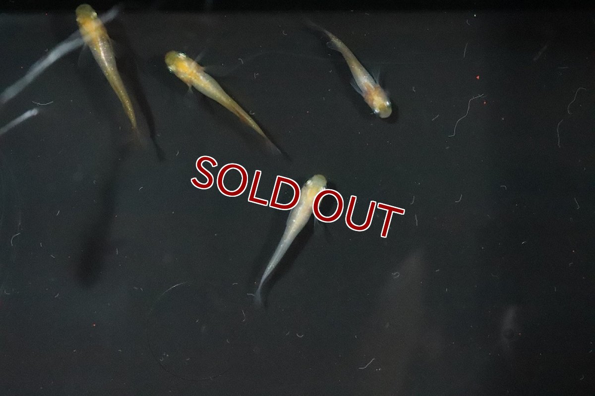 画像3: 【淡水魚】頂上メダカ ホワイトタイプ【1匹】(変わりメダカ)（生体）（淡水）NKＫＭ (3)