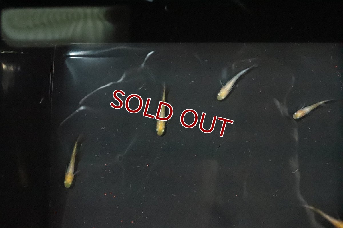 画像4: 【淡水魚】頂上メダカ ホワイトタイプ【1匹】(変わりメダカ)（生体）（淡水）NKＫＭ (4)