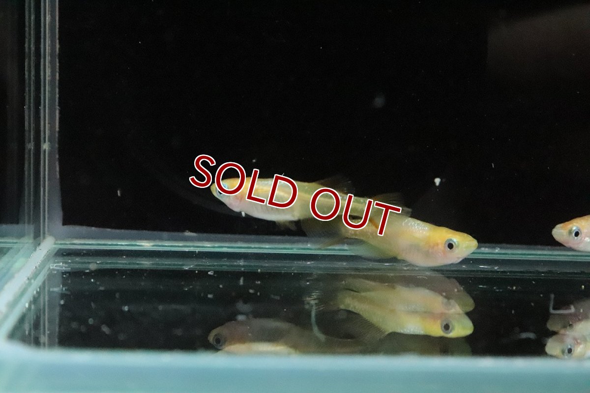 画像5: 【淡水魚】頂上メダカ ホワイトタイプ【1匹】(変わりメダカ)（生体）（淡水）NKＫＭ (5)