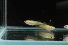 画像5: 【淡水魚】【通販】頂上メダカ ホワイトタイプ【1匹】(変わりメダカ)（生体）（淡水）NKＫＭ (5)