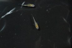 画像1: 【淡水魚】【通販】黄三色ラメメダカ【1匹】(変わりメダカ)（生体）（淡水）NKＫＭ (1)