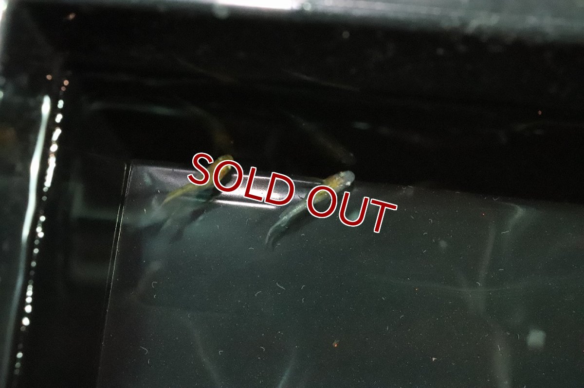 画像2: 【淡水魚】黄三色ラメメダカ【1匹】(変わりメダカ)（生体）（淡水）NKＫＭ (2)