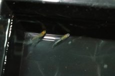 画像2: 【淡水魚】【通販】黄三色ラメメダカ【1匹】(変わりメダカ)（生体）（淡水）NKＫＭ (2)