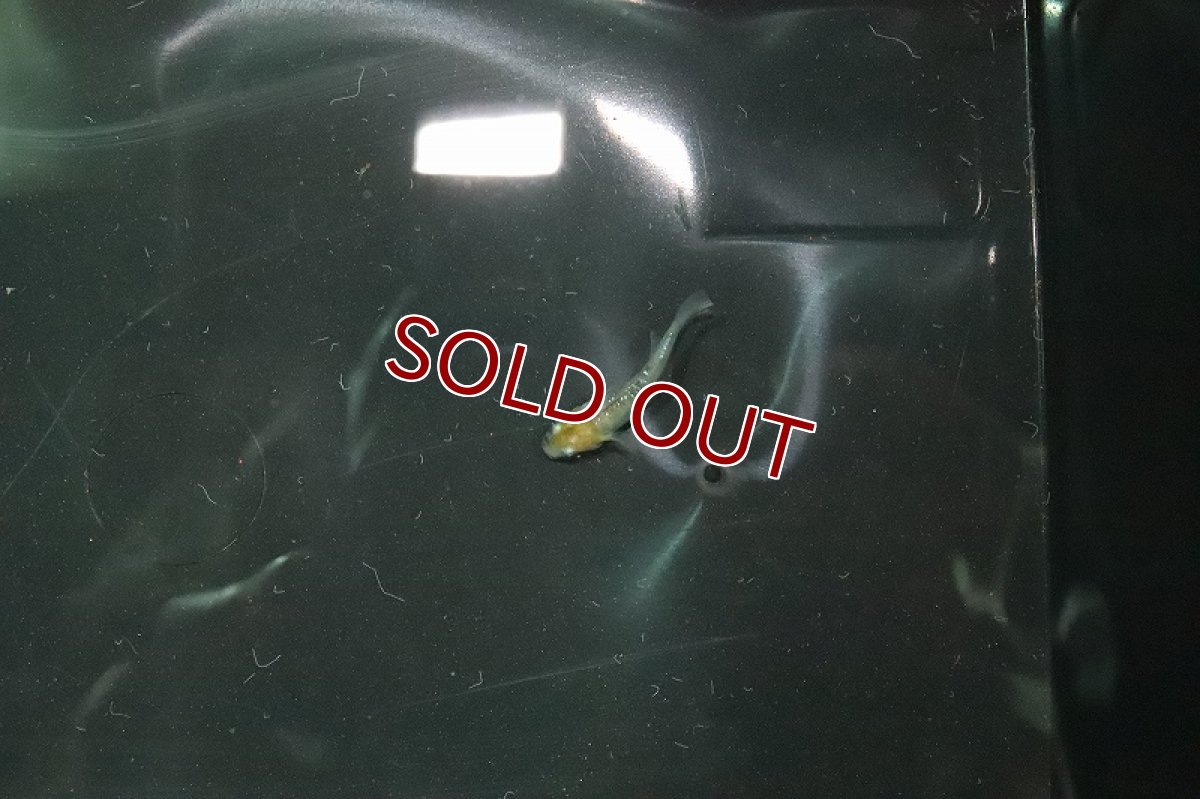 画像3: 【淡水魚】黄三色ラメメダカ【1匹】(変わりメダカ)（生体）（淡水）NKＫＭ (3)