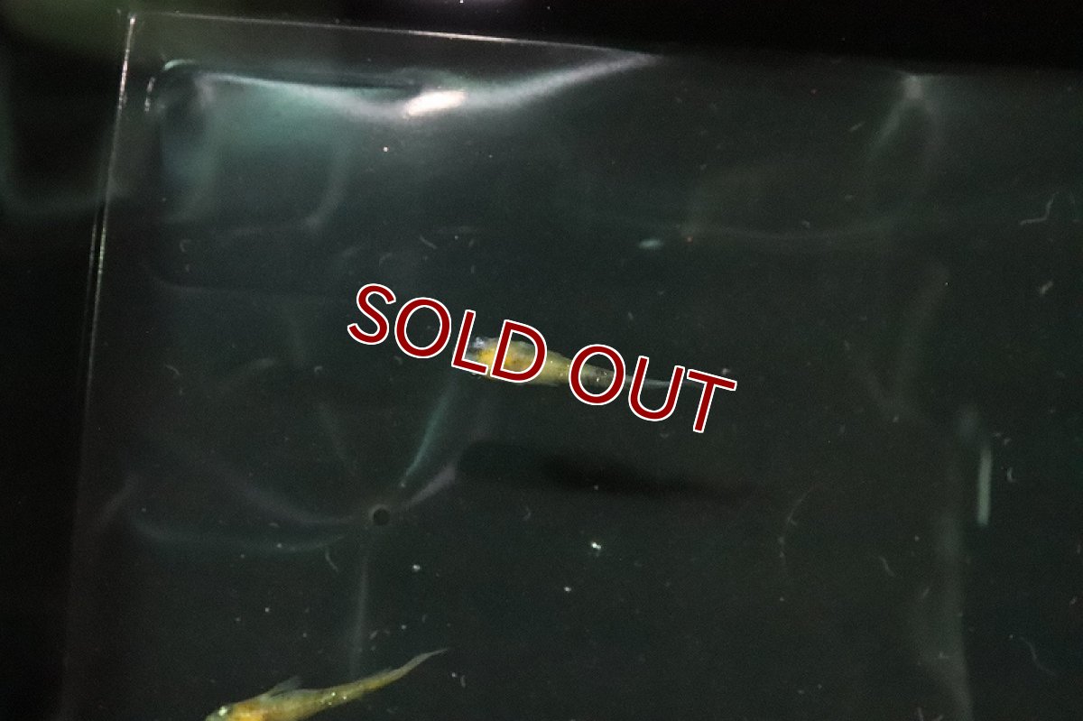 画像4: 【淡水魚】黄三色ラメメダカ【1匹】(変わりメダカ)（生体）（淡水）NKＫＭ (4)