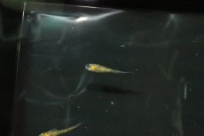 画像4: 【淡水魚】【通販】黄三色ラメメダカ【1匹】(変わりメダカ)（生体）（淡水）NKＫＭ (4)