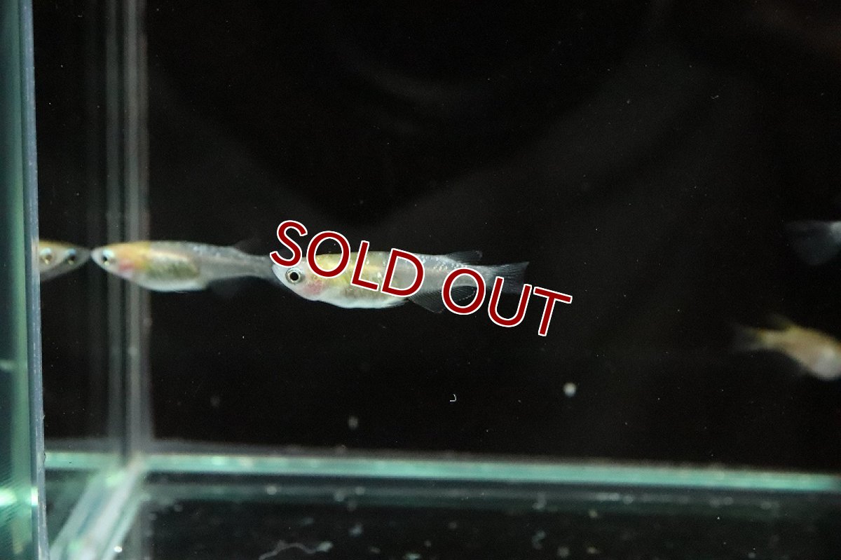 画像5: 【淡水魚】黄三色ラメメダカ【1匹】(変わりメダカ)（生体）（淡水）NKＫＭ (5)