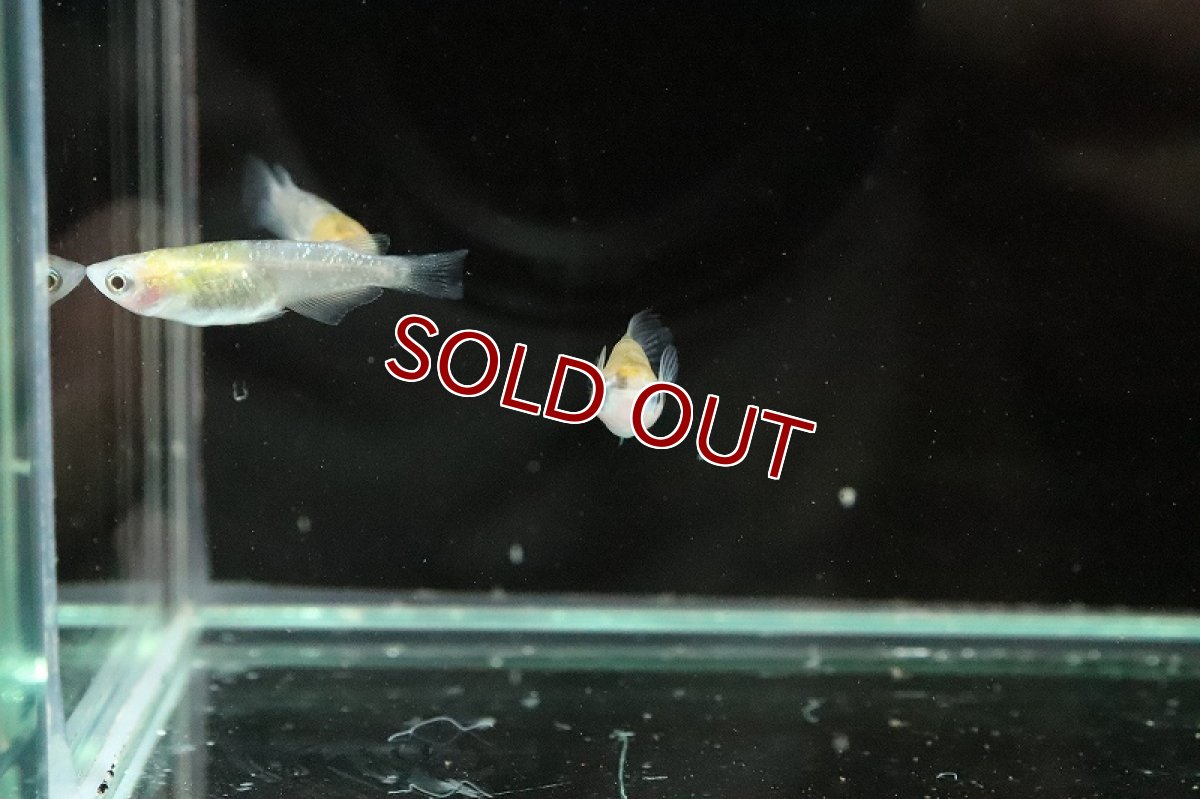 画像6: 【淡水魚】黄三色ラメメダカ【1匹】(変わりメダカ)（生体）（淡水）NKＫＭ (6)