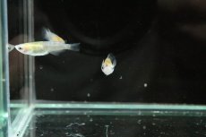 画像6: 【淡水魚】【通販】黄三色ラメメダカ【1匹】(変わりメダカ)（生体）（淡水）NKＫＭ (6)