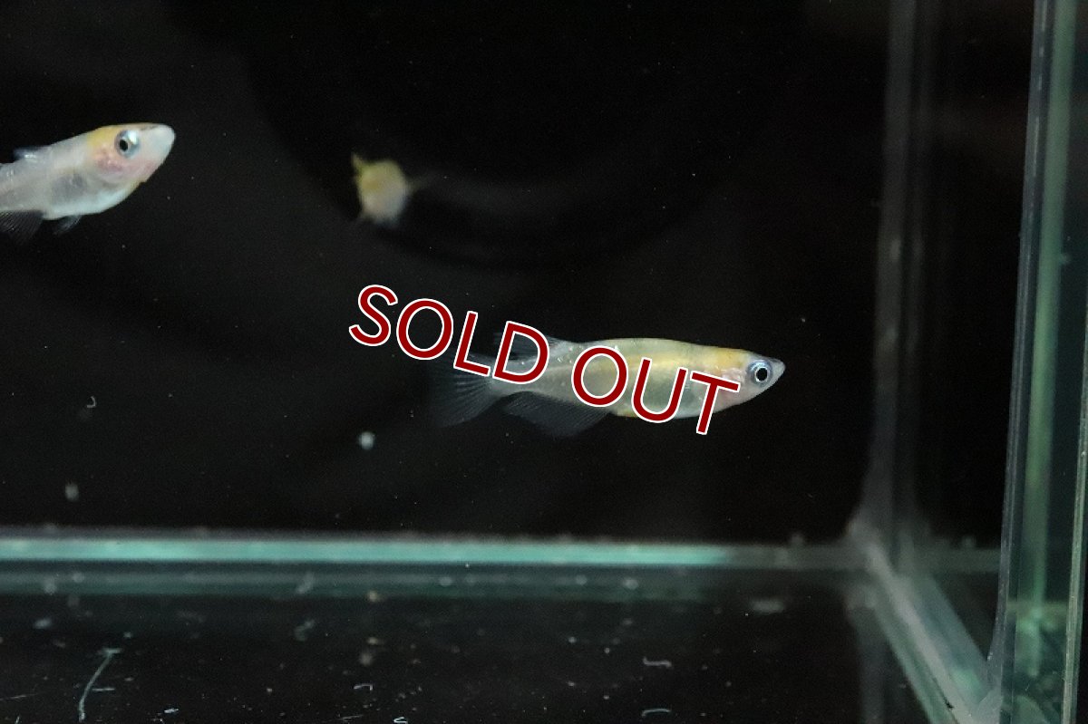 画像7: 【淡水魚】黄三色ラメメダカ【1匹】(変わりメダカ)（生体）（淡水）NKＫＭ (7)