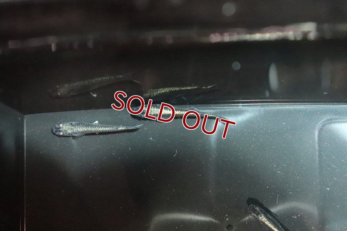 画像2: 【淡水魚】極ブラック幹之メダカ【1匹】(変わりメダカ)（生体）（淡水）NKＫＭ (2)