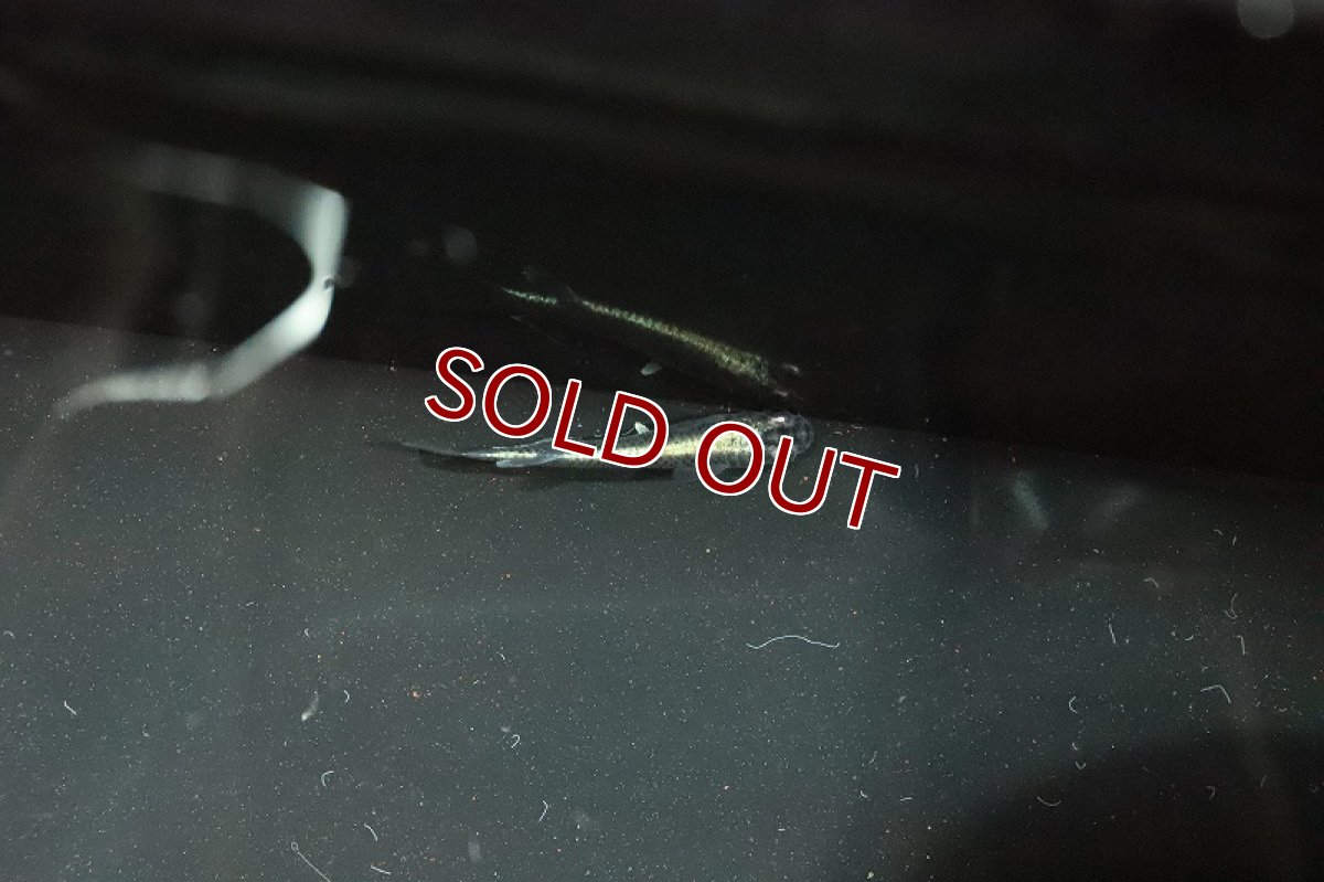 画像3: 【淡水魚】極ブラック幹之メダカ【1匹】(変わりメダカ)（生体）（淡水）NKＫＭ (3)