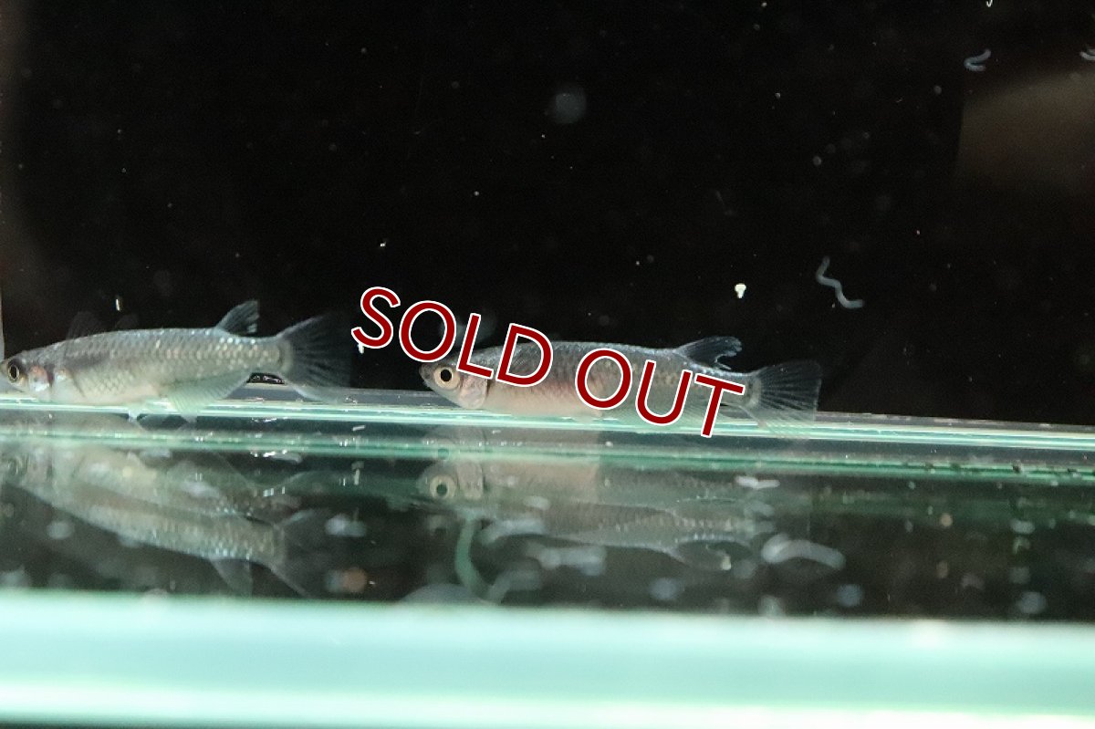 画像4: 【淡水魚】極ブラック幹之メダカ【1匹】(変わりメダカ)（生体）（淡水）NKＫＭ (4)