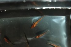 画像2: 【淡水魚】【通販】錦秋メダカ Ａグレード【1匹】(変わりメダカ)（生体）（淡水）NKＫＭ (2)