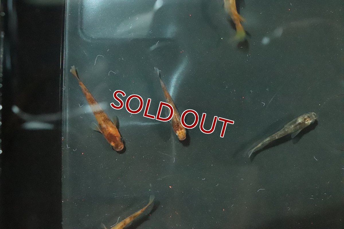 画像3: 【淡水魚】錦秋メダカ Ａグレード【1匹】(変わりメダカ)（生体）（淡水）NKＫＭ (3)