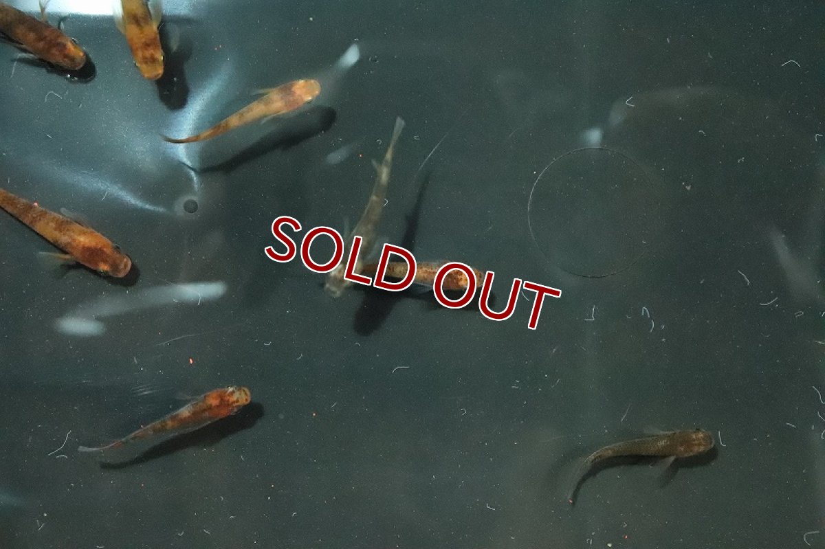 画像4: 【淡水魚】錦秋メダカ Ａグレード【1匹】(変わりメダカ)（生体）（淡水）NKＫＭ (4)