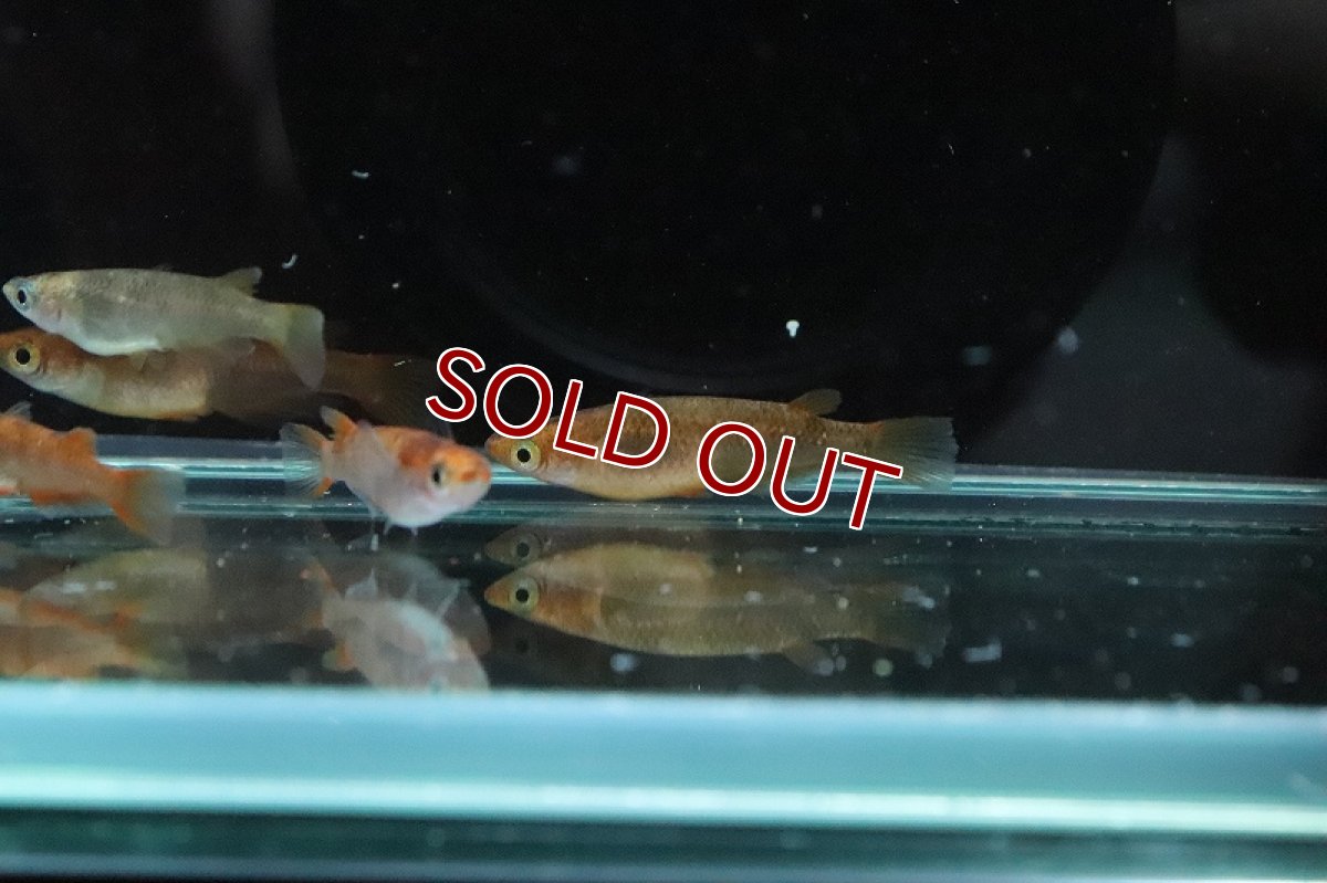 画像5: 【淡水魚】錦秋メダカ Ａグレード【1匹】(変わりメダカ)（生体）（淡水）NKＫＭ (5)