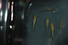 画像1: 【淡水魚】【通販】琥珀超スーパーラメメダカ【1匹】(変わりメダカ)（生体）（淡水）NKＫＭ (1)