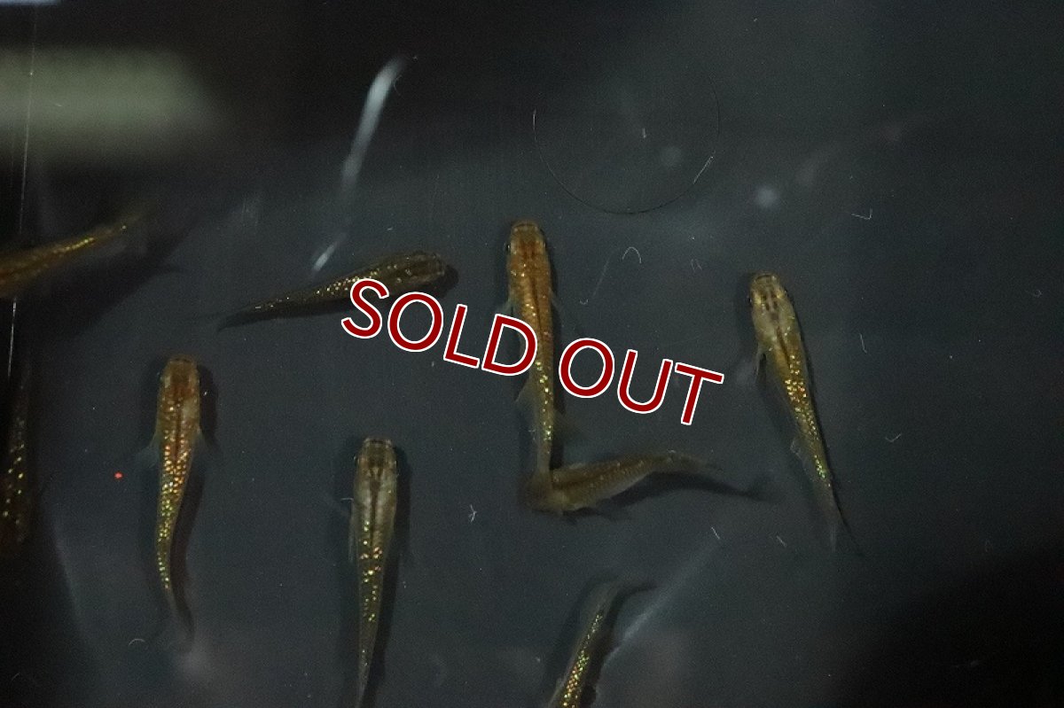 画像2: 【淡水魚】琥珀超スーパーラメメダカ【1匹】(変わりメダカ)（生体）（淡水）NKＫＭ (2)