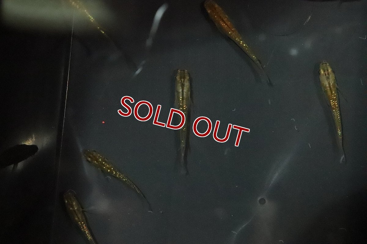 画像3: 【淡水魚】琥珀超スーパーラメメダカ【1匹】(変わりメダカ)（生体）（淡水）NKＫＭ (3)