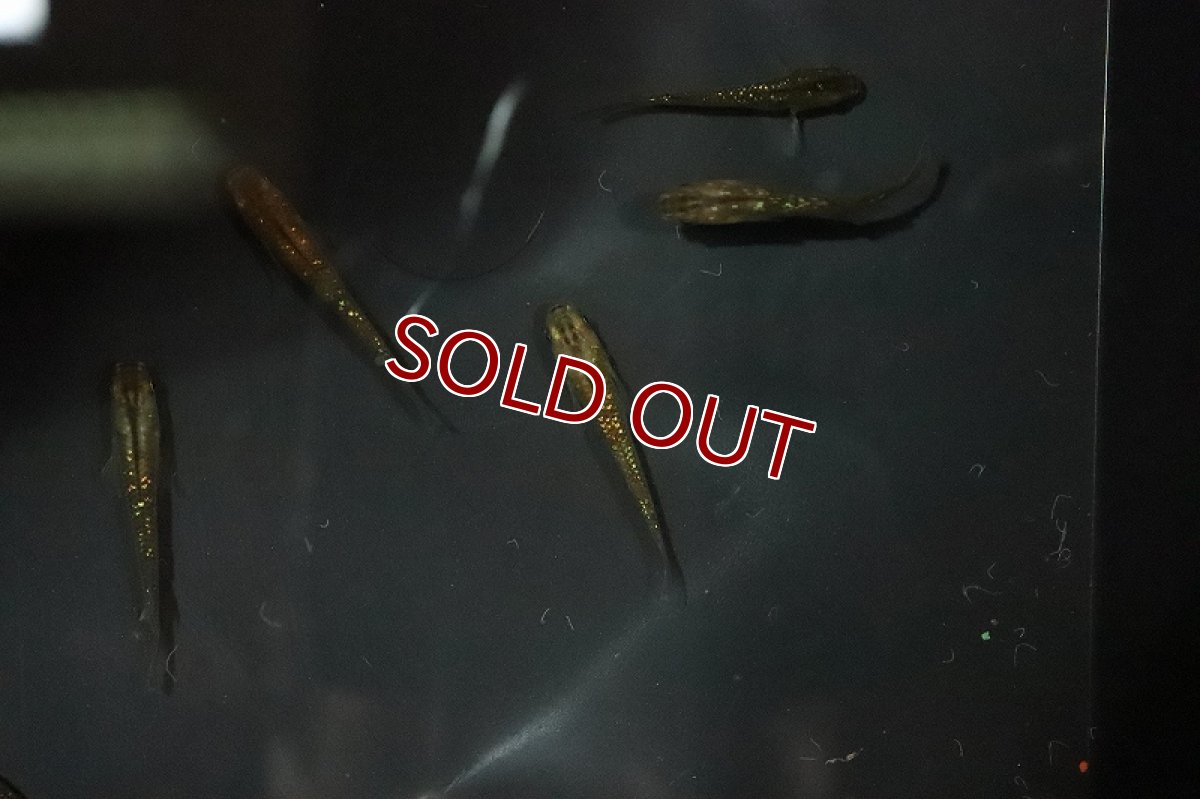 画像4: 【淡水魚】琥珀超スーパーラメメダカ【1匹】(変わりメダカ)（生体）（淡水）NKＫＭ (4)