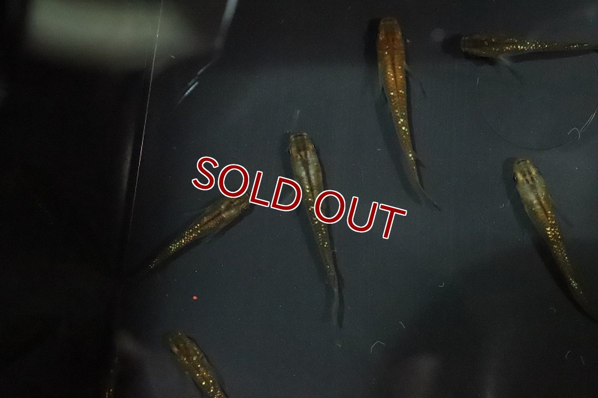 画像5: 【淡水魚】琥珀超スーパーラメメダカ【1匹】(変わりメダカ)（生体）（淡水）NKＫＭ (5)