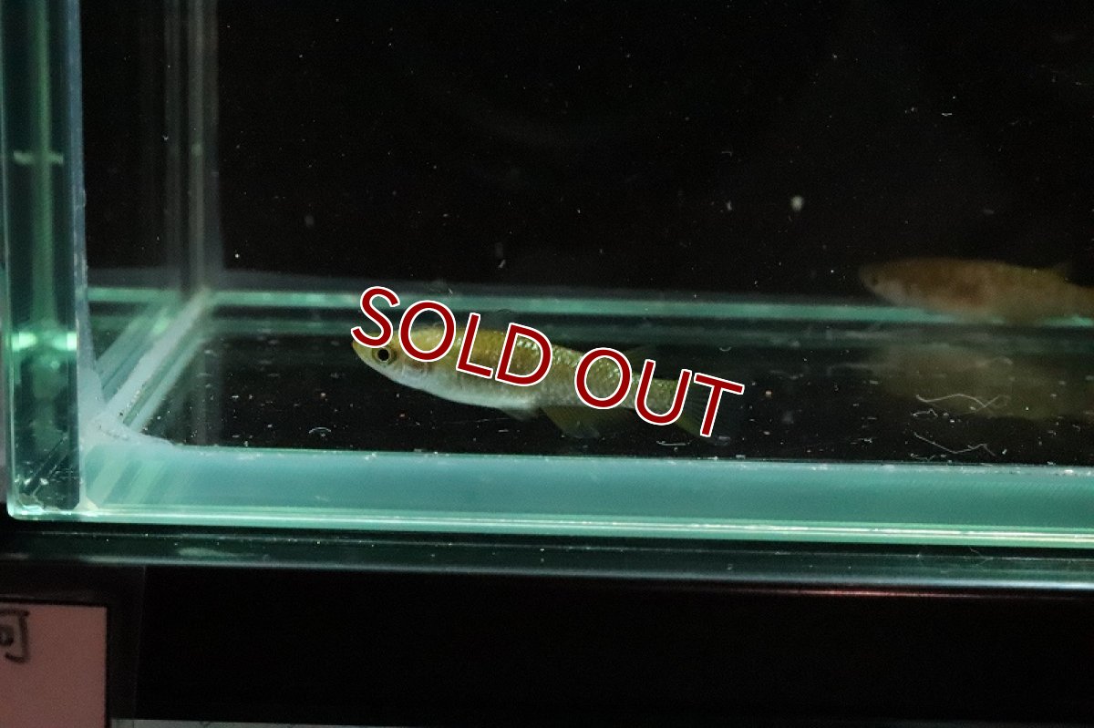 画像6: 【淡水魚】琥珀超スーパーラメメダカ【1匹】(変わりメダカ)（生体）（淡水）NKＫＭ (6)