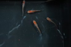 画像1: 【淡水魚】【通販】朱赤透明鱗更紗メダカ Ａグレード【1匹】(変わりメダカ)（生体）（淡水）NKＫＭ (1)