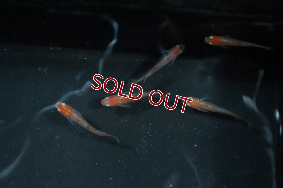 画像2: 【淡水魚】朱赤透明鱗更紗メダカ Ａグレード【1匹】(変わりメダカ)（生体）（淡水）NKＫＭ (2)