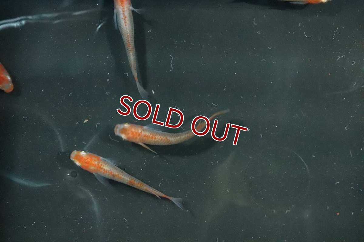 画像3: 【淡水魚】朱赤透明鱗更紗メダカ Ａグレード【1匹】(変わりメダカ)（生体）（淡水）NKＫＭ (3)