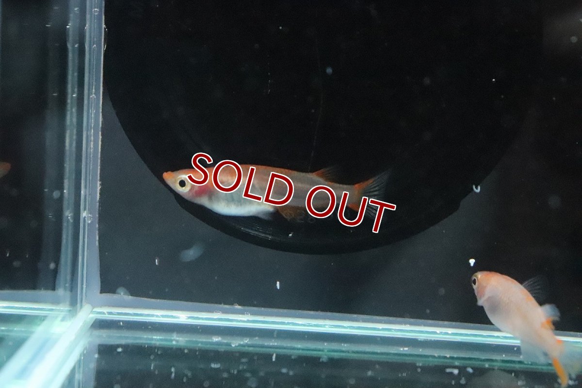 画像4: 【淡水魚】朱赤透明鱗更紗メダカ Ａグレード【1匹】(変わりメダカ)（生体）（淡水）NKＫＭ (4)