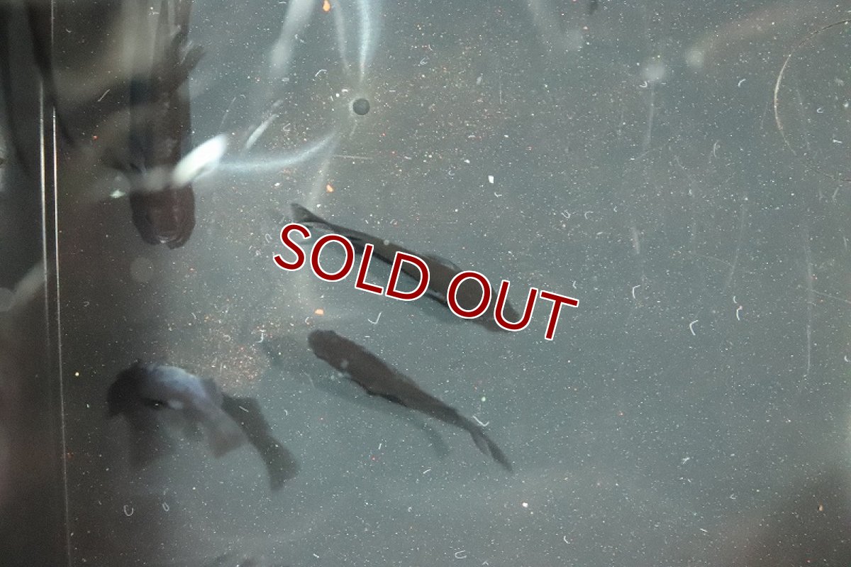 画像2: 【淡水魚】真黒 オロチメダカ【1匹】(変わりメダカ)（生体）（淡水）NKＫＭ (2)