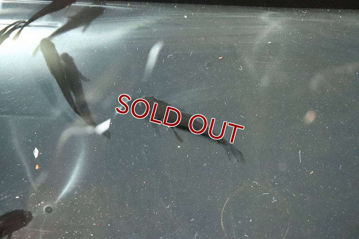 画像3: 【淡水魚】真黒 オロチメダカ【1匹】(変わりメダカ)（生体）（淡水）NKＫＭ (3)